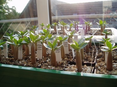 Adenium Socotranum März2011 012.JPG