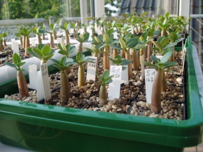 Adenium Socotranum März2011 009.JPG