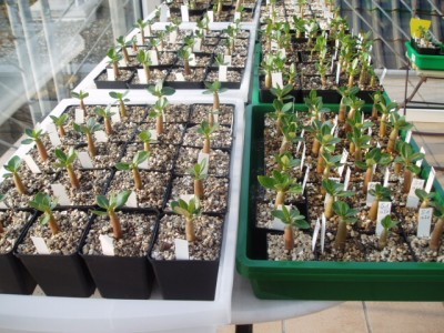 Adenium Socotranum März2011 010.JPG