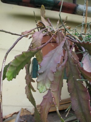 Epi.JPG