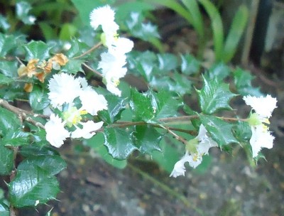 75. unbekannte Pflanze, RUBIACEAE, Serissa sp. , Joli, DSC00666.JPG