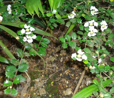 75. unbekannte Pflanze, RUBIACEAE, Serissa sp. , Joli, DSC00665.JPG