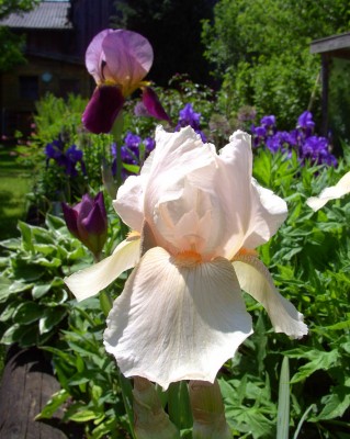 Iris0974.jpg