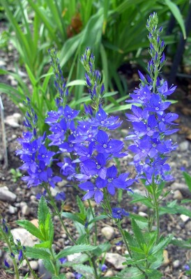 VeronicaTeucriumKnallblau0992.jpg