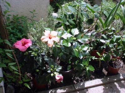 DSC06339.JPG