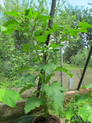 22.05.11nachm 021.JPG