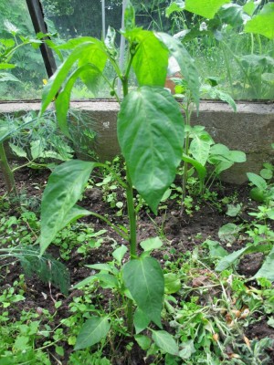 22.05.11nachm 023.JPG