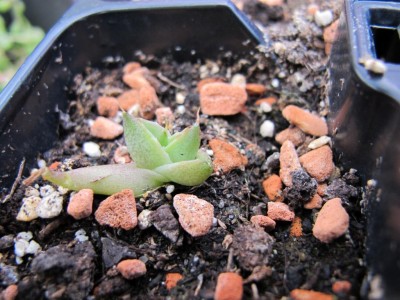 22.05.11nachm 024.JPG