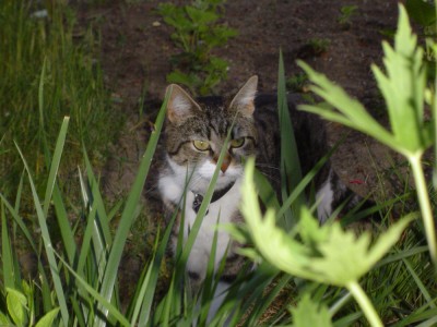 Tiffy im Garten 1.jpg