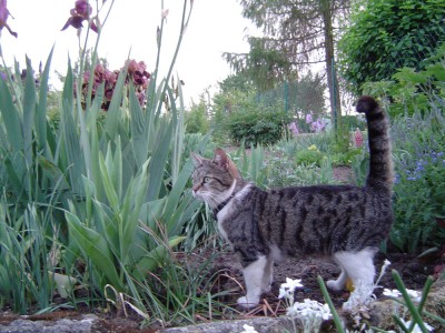 Tiffy im Garten.jpg