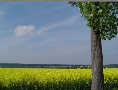 Rapsfeld.jpg