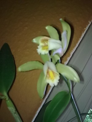 Cattleya forbesii......JPG