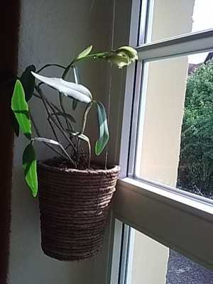 Cattleya forbesii.....JPG