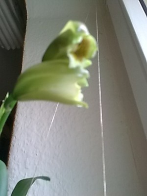 Cattleya forbesii....JPG