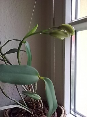 Cattleya forbesii...JPG