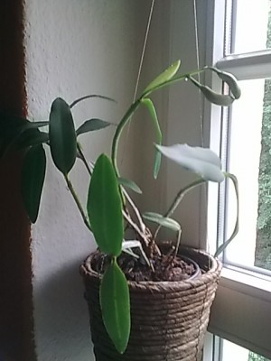 Cattleya forbesii.JPG