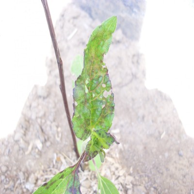 DSCI0324ewve.jpg