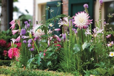 2461-Dahlia.jpg