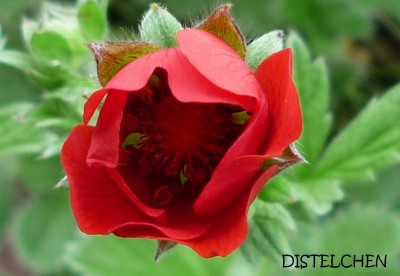 Potentilla1.JPG
