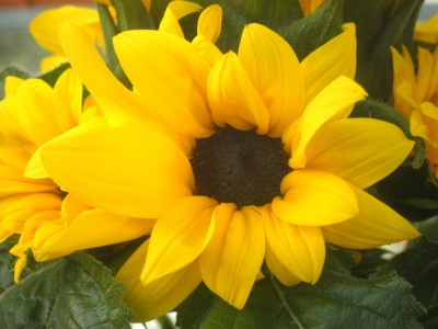 sonnenblume.jpg