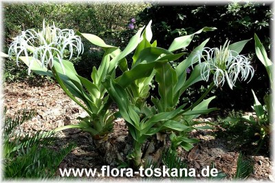 crinum_asiaticum_3_-_221006.jpg
