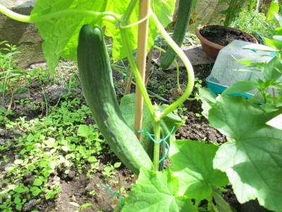 24.05.11 009.JPG