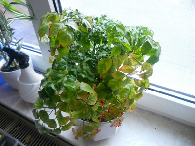 DSCN0725.jpg
