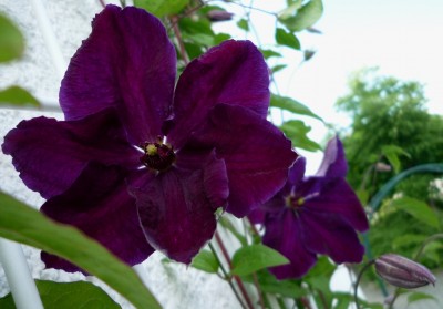 Clematis Tuczka.JPG