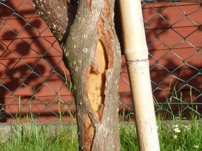 Kiwi_1.JPG