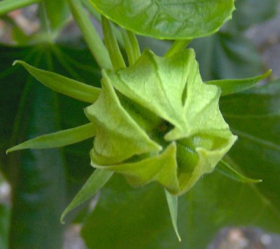 Samenkapsel_2 Wochen alt_14-07-07-841.jpg