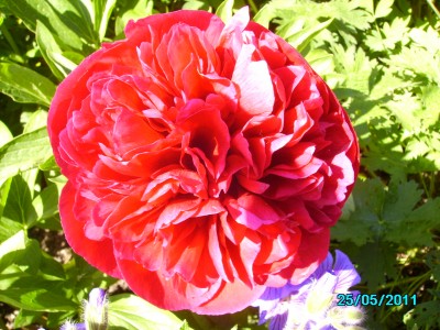 PICT2098.JPG