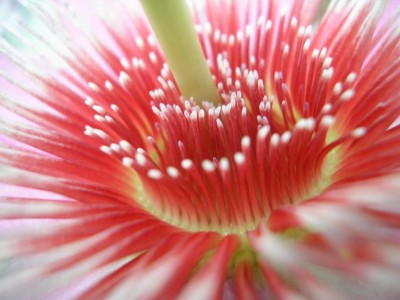 seeanemonelach.JPG