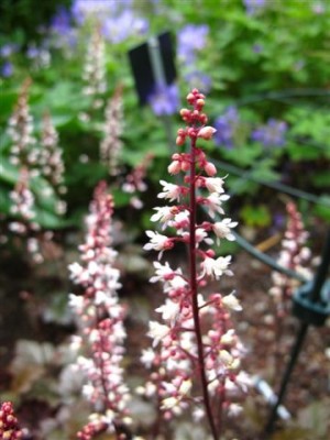 Mainau-Pfl. 3 (b).JPG