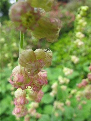 Mainau-Pfl. 2 (b).JPG