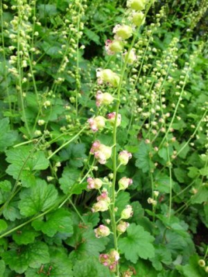 Mainau-Pfl. 2 (a).JPG