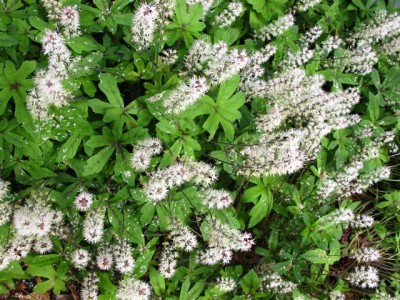 Mainau-Pfl. 1 (a).JPG