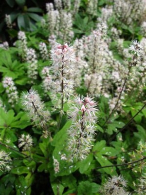 Mainau-Pfl. 1 (b).JPG