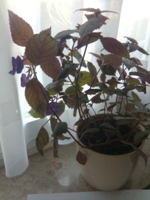 Bild2103.jpg