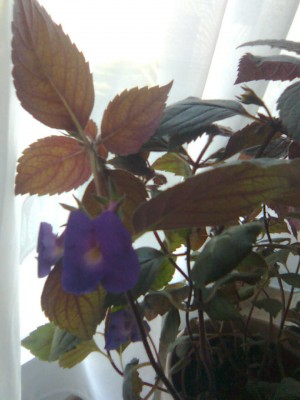 Bild2105.jpg