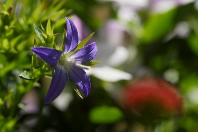 dsc_6959_Glockenblume.jpg
