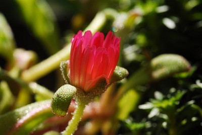 dsc_6962_Eisblume.jpg