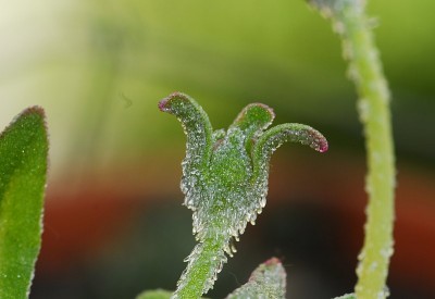 dsc_6969_Eisblume_Knospe.jpg