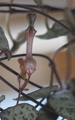 dsc_6970_Leuchterblume_Bluete.jpg