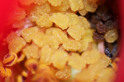 IMG_1079 - Kopie(1).JPG