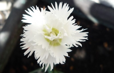 Duftnelke von rose45.JPG