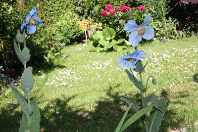 blauer Scheinmohn 25.05..jpg
