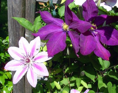Clematis2x1089.jpg