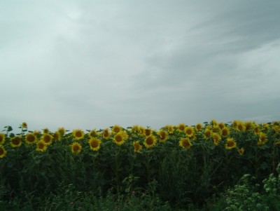 Sonnenblume.jpg