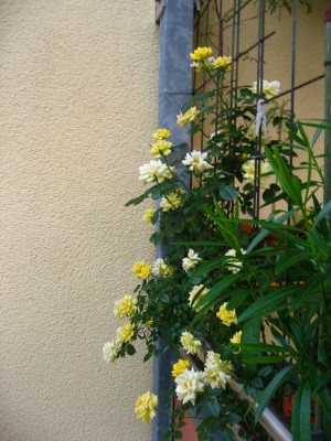 IMG_1407.JPG