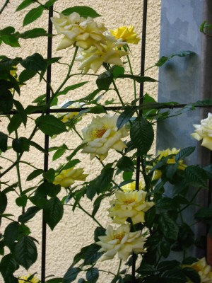 IMG_1399.JPG